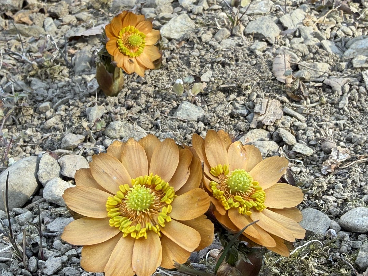 なかしょうcamp tweet media