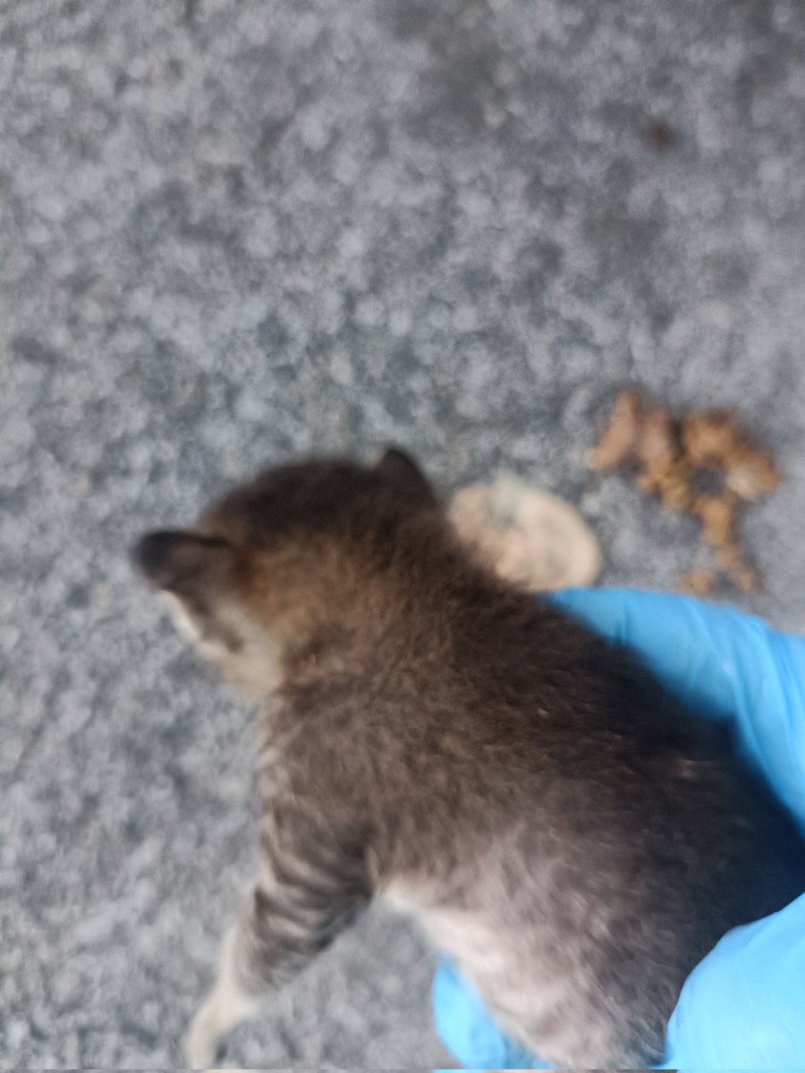kyril_graguks's tweet photo. Saya masuk bazar jam 2 setiap hari tp bukan utk membeli juadah tapi utk "feeding".Dari jauh saya sudah kedengaranan tangisan si kecil ini.Menangis kelaparan dlm cuaca panas terik.Allahu.Masih perlu susuan.Dibuang tanpa ibu😔.Ramai buat x nampak.Maka sanggup@tidak,saya selamatkan https://t.co/SHEbjbUsw4