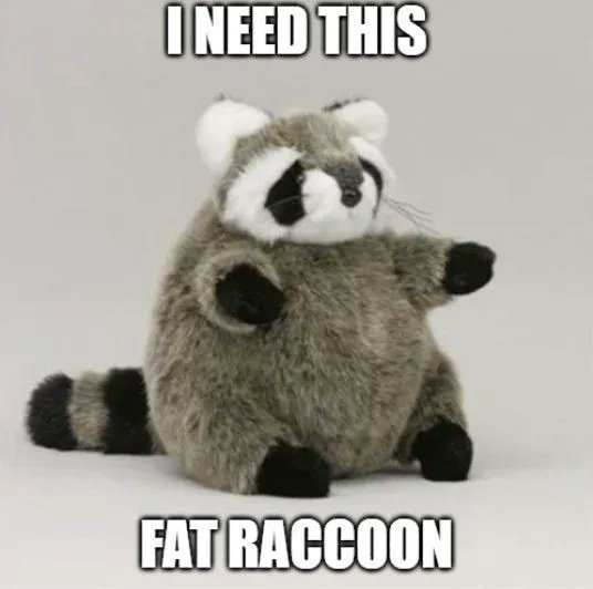 Why you should have a Raccoon (@shouldhaveracc) on Twitter photo 