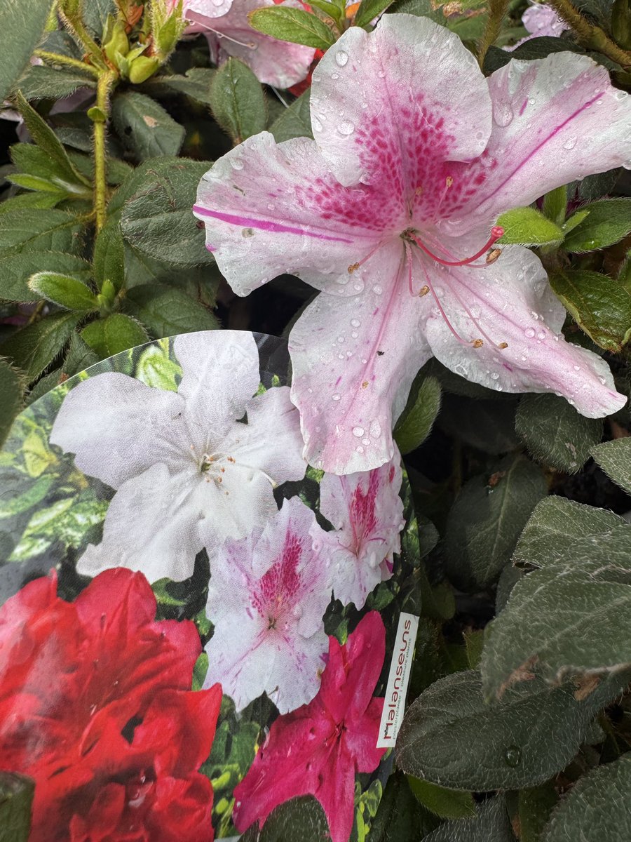 EckardsGarden's tweet photo. Encore Azaleas are not just a spring showstopper. Expect a second flush of flowers in autumn on these neat, compact plants that thrive in borders, shade and containers. Acid compost, feeding and mulch will keep them at their best 🌸
#eckardsgarden #encoreazalea https://t.co/zvTo6NDZtg
