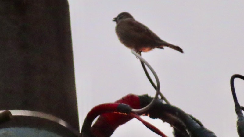 スズメ 2026.2.14 @水元公園