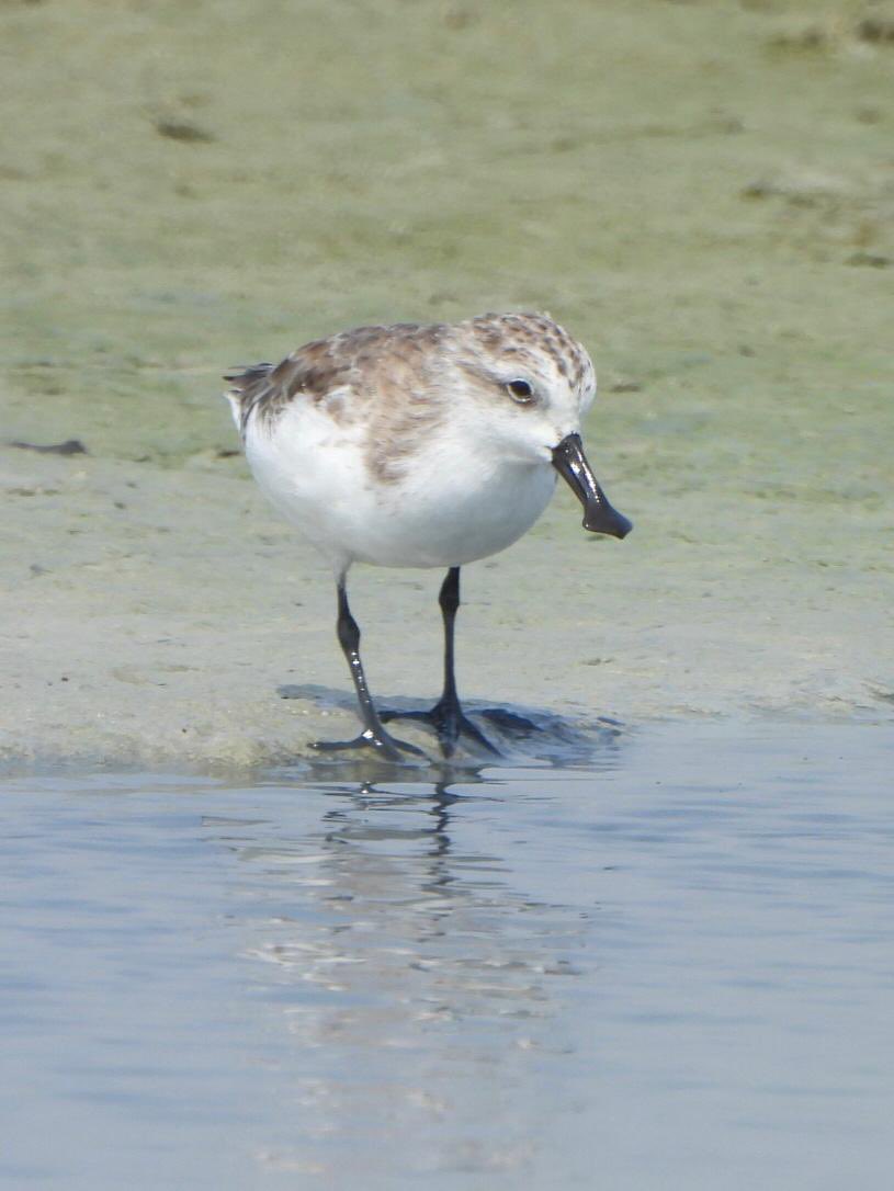 Birding Abroad tweet media