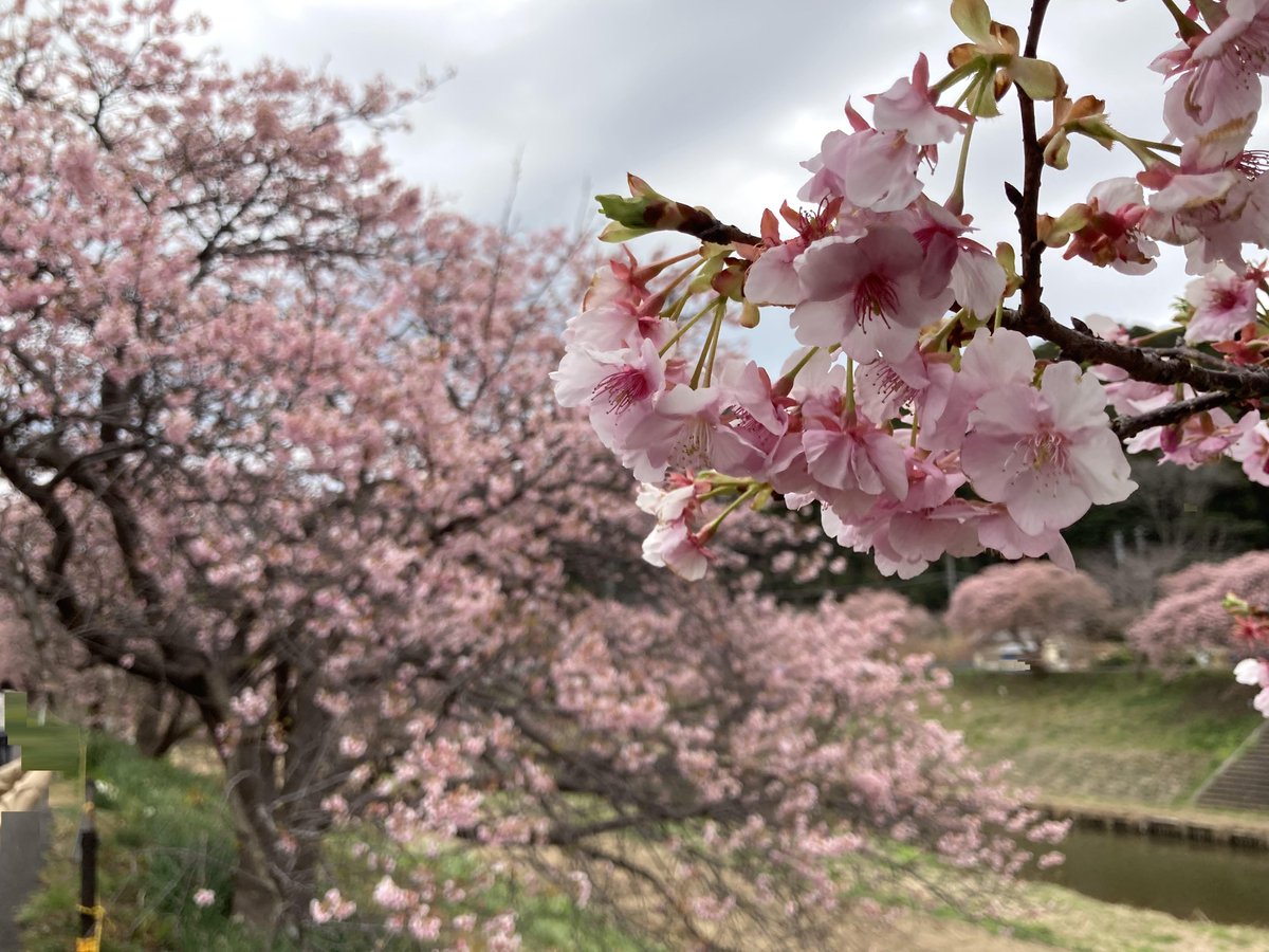 YoKK246's tweet photo. Feb 22-23, 2026　サクラ狩（青野川/南伊豆町、雲見神社/松崎町） https://t.co/0en9mo5DpH