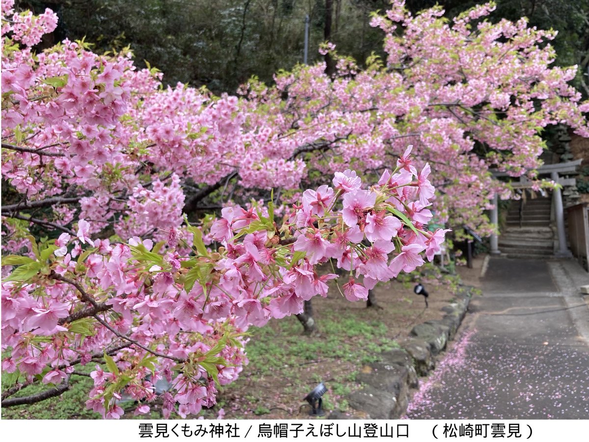 YoKK246's tweet photo. Feb 22-23, 2026　サクラ狩（青野川/南伊豆町、雲見神社/松崎町） https://t.co/0en9mo5DpH