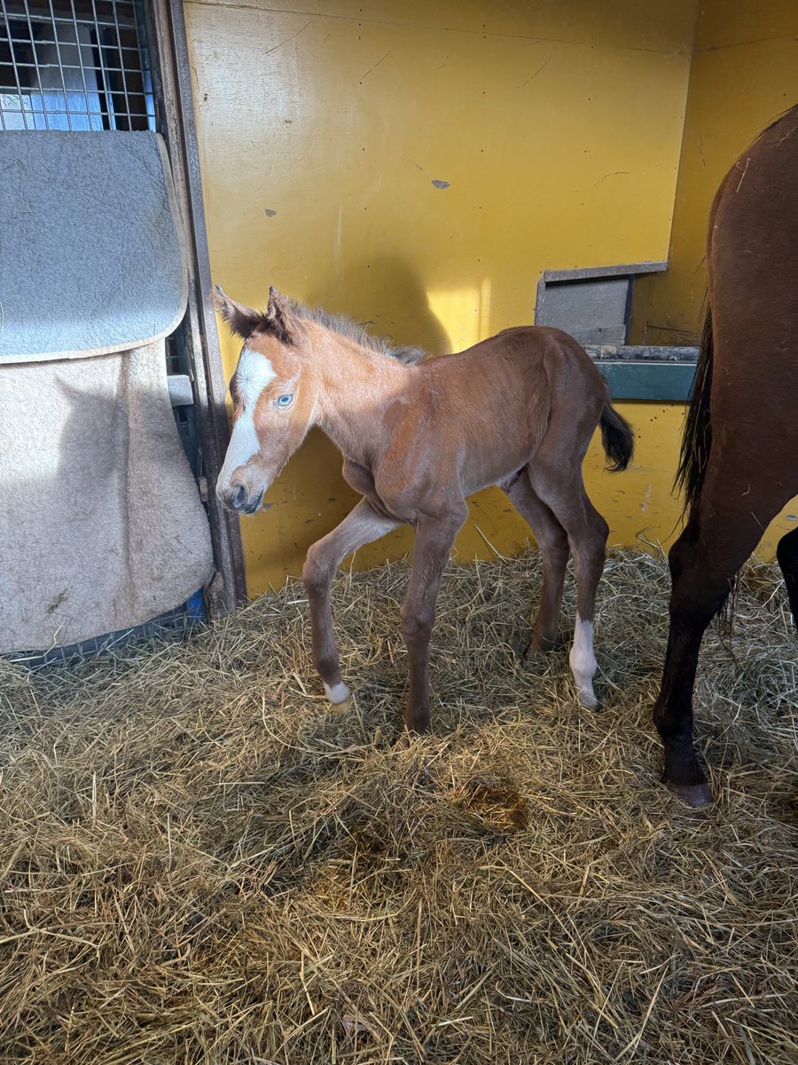 カーフムーンベイ🇺🇸
アドマイヤマーズの♂