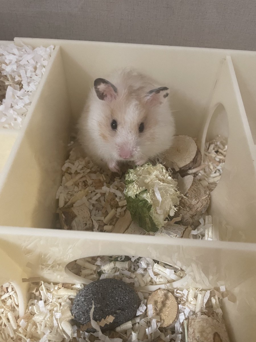 오늘은 부기가 집에 온지 2주년이 되는 날😍😍 방금 약 주고 왔는데 정신없어서 사진은 한장도 못찍었다 ㅜㅜ 대신 좋아하는 부기 사진으로.. 우리집에 와줘서 고마워~~~💕💕