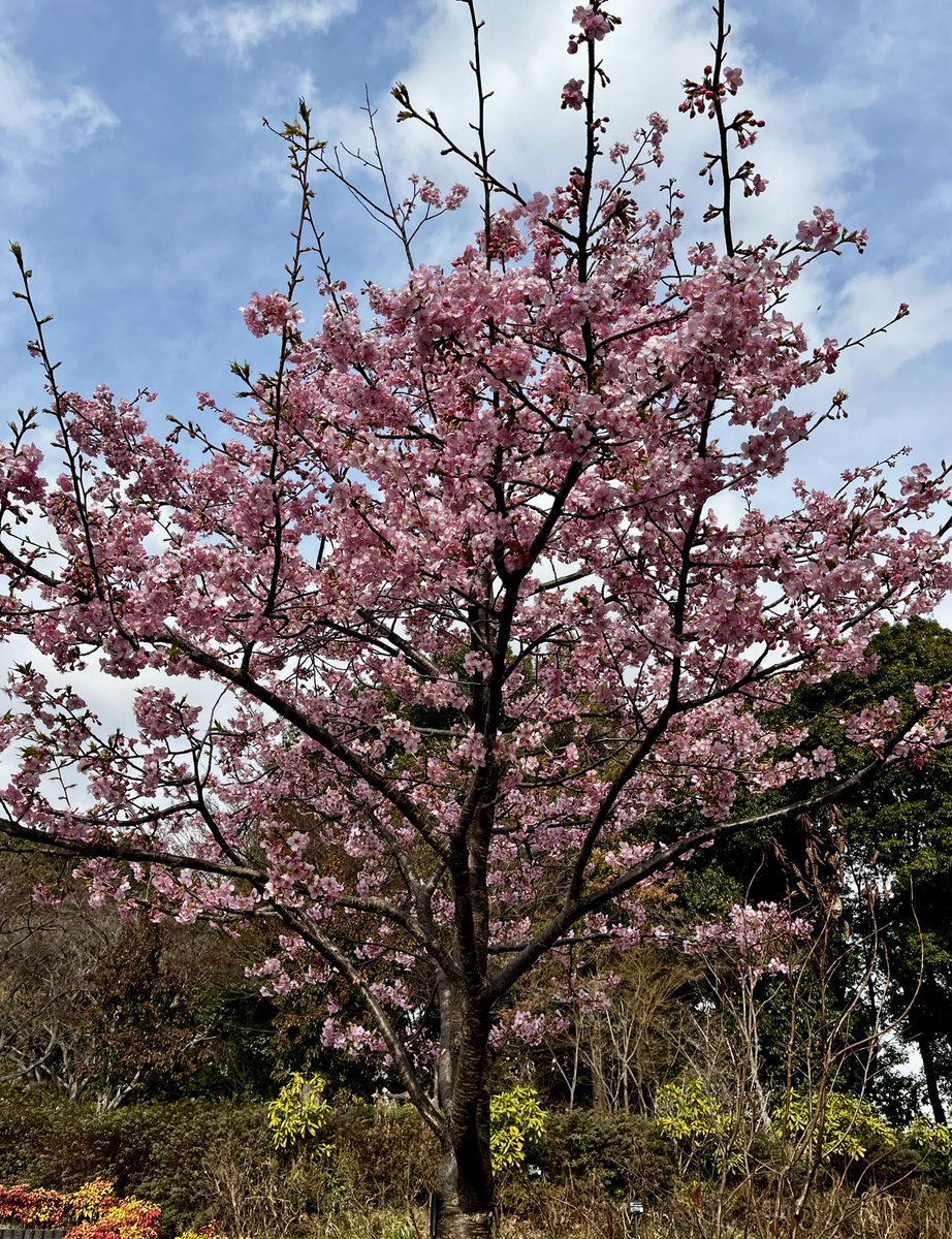 masan7321's tweet photo. #河津桜  🌸
もうすぐ春だ(｡•ᴗ•｡)♡ https://t.co/2kggbLHQMk