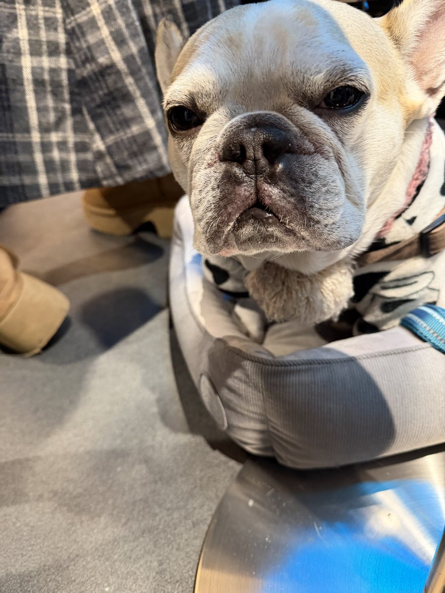 SAl2Rium_hana's tweet photo. #SAl2Rium
#お披露目
#マルコ
主役マルコ会ってきたww
マルコかわいいな🐶
RING以外でマルコに会えるとは https://t.co/ZzE1hskuL7