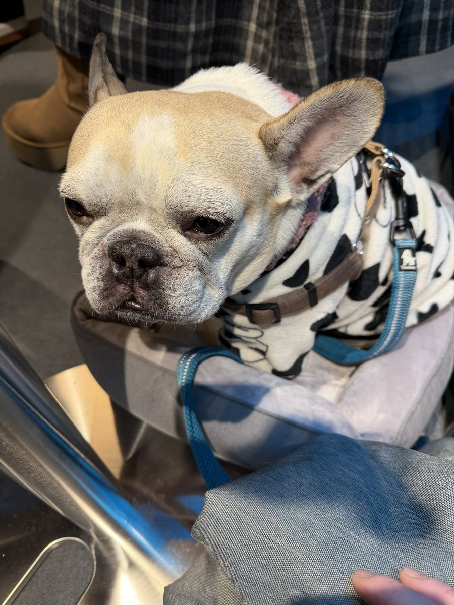 SAl2Rium_hana's tweet photo. #SAl2Rium
#お披露目
#マルコ
主役マルコ会ってきたww
マルコかわいいな🐶
RING以外でマルコに会えるとは https://t.co/ZzE1hskuL7