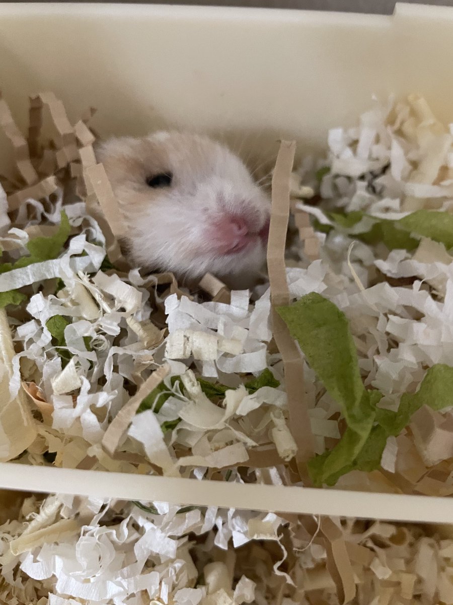 옛날 사진들 완전 뉴쥐스 같은데 너무 귀여워 역시 레전드답다