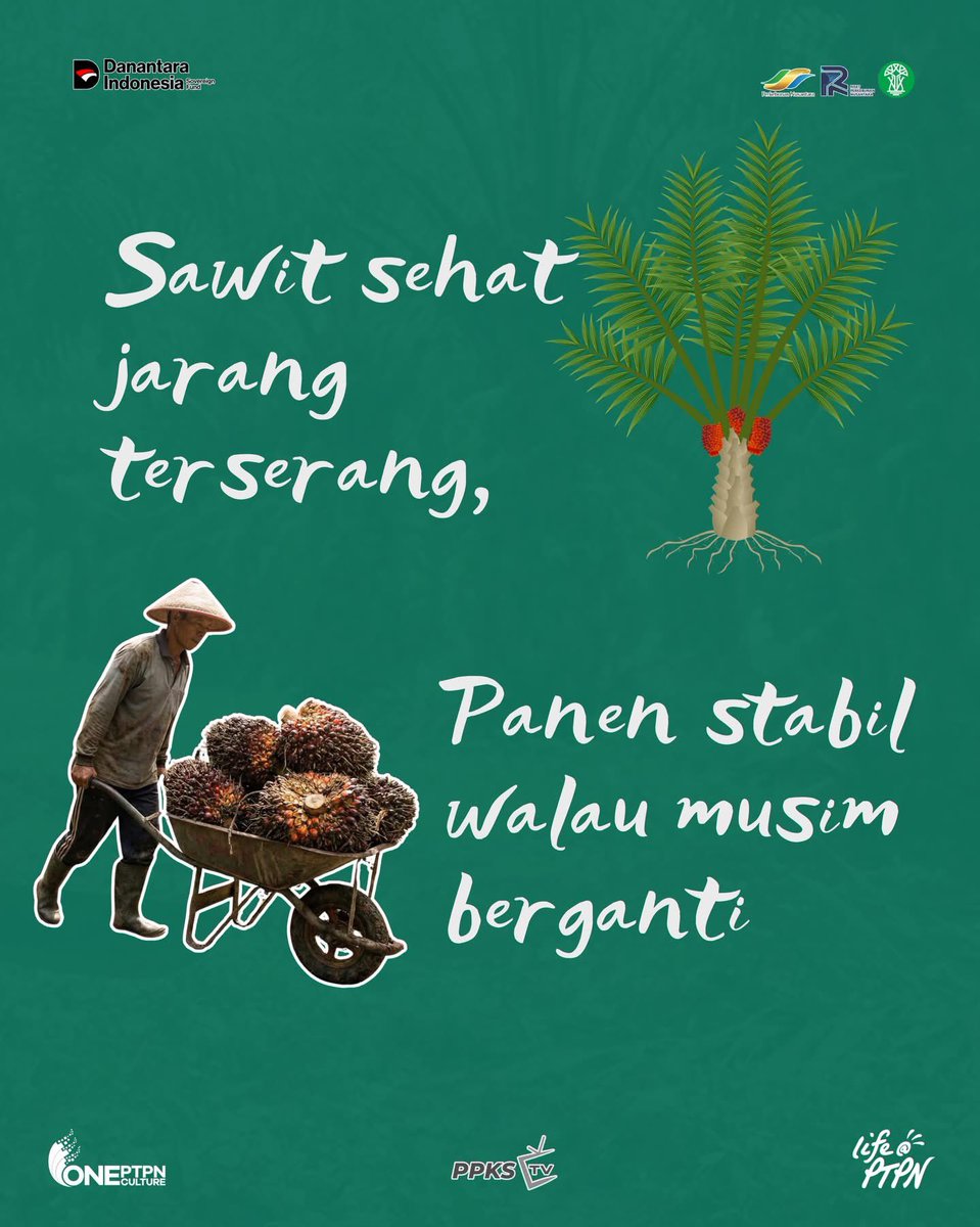 PPKS_ID's tweet photo. Sawit yang kuat dan produktif biasanya tumbuh dari kebun yang dijaga keseimbangannya. Tanah dirawat agar tetap hidup, nutrisi diberikan sesuai kebutuhan, dan lingkungan kebun tidak dibiarkan rusak. Saat kebun dirawat dengan cara yang tepat, tanaman lebih siap menghadapi perubahan https://t.co/oXPniNQBgS