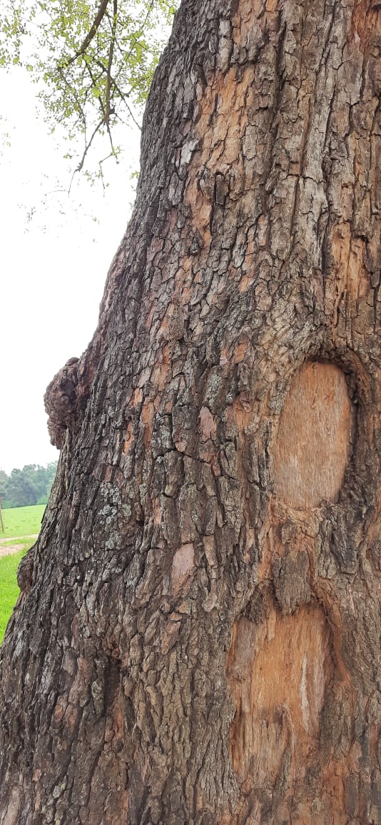 PenchMP's tweet image. Think this is just tree bark?

Camouflage helps reptiles regulate body temperature, avoid threats, and ambush prey. Adaptation is the key to survival in the wild. #reptiles #adaption