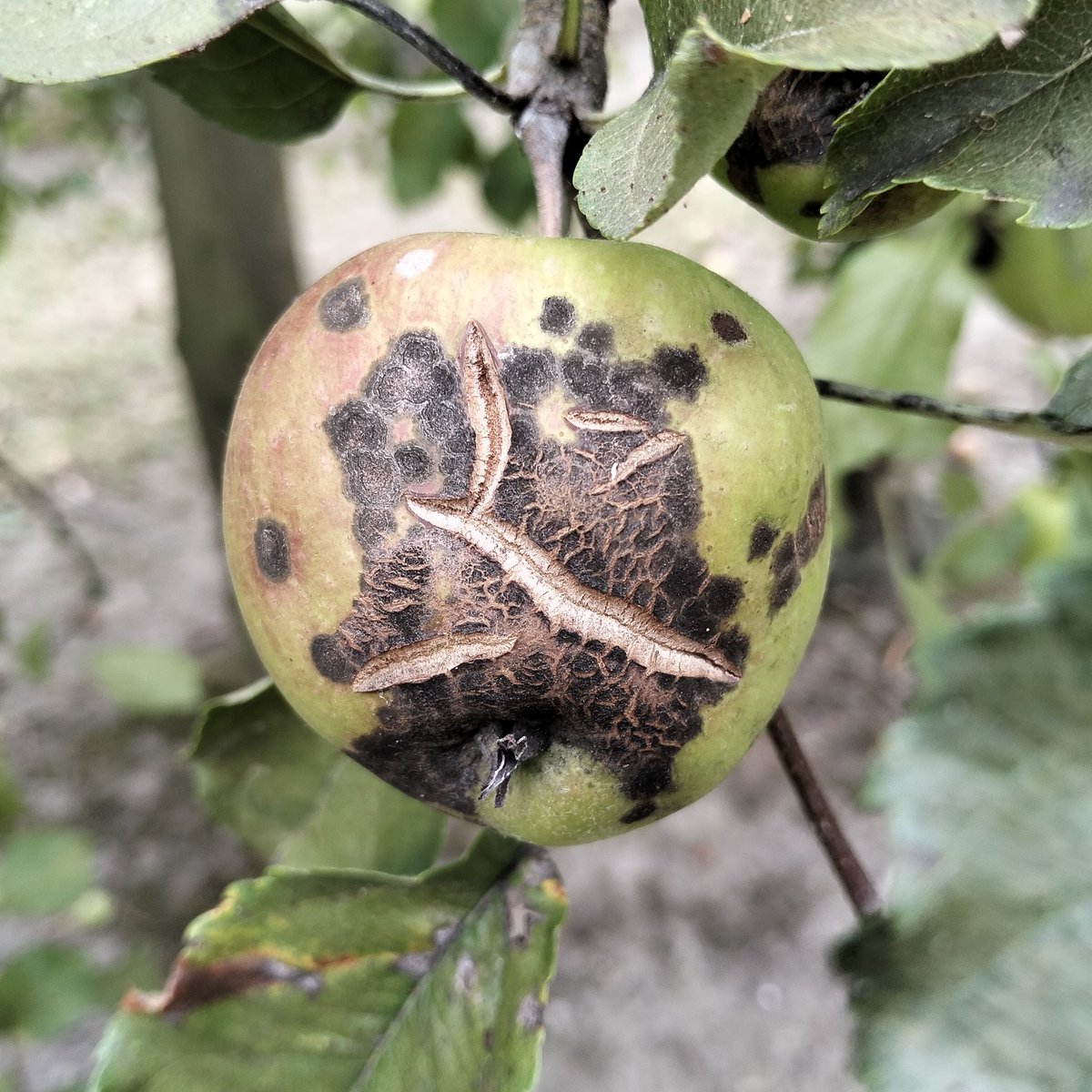 Carl Mesarich tweet media