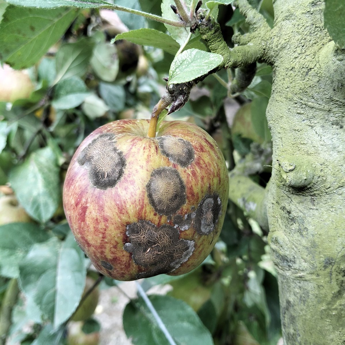 Carl Mesarich tweet media