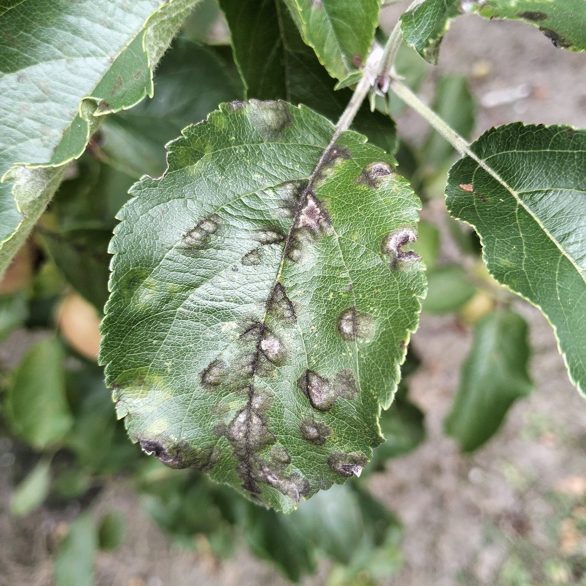 Carl Mesarich tweet media