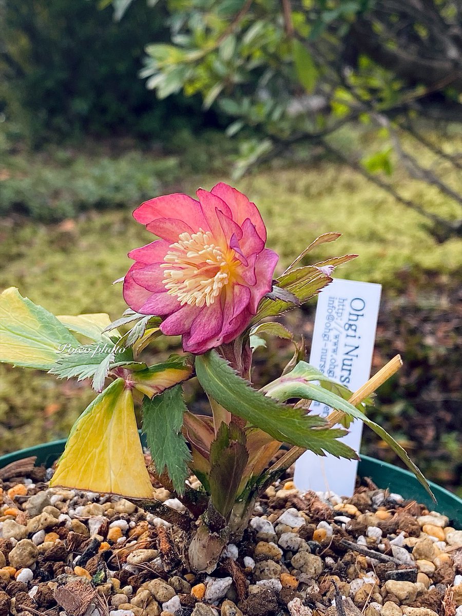 ドラフトお迎えその⑥ 大木さんのクリスマスローズ ブラウン