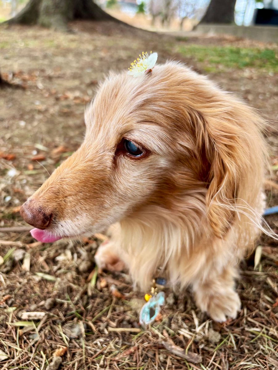 ゆきんこ🌸 (@Yukinko0520) / Posts / X