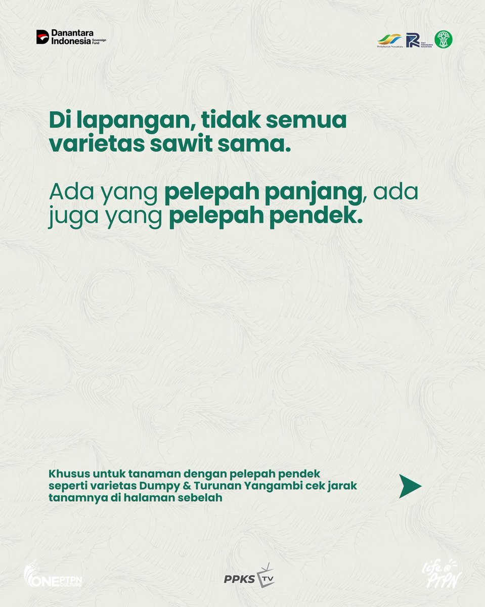 PPKS_ID's tweet photo. Sawit Beda Varietas, Jarak Tanamnya Pun Berbeda
.
Setiap varietas sawit tumbuh dengan karakter berbeda. Ada yang pelepahnya panjang, ada juga yang lebih pendek seperti Dumpy dan turunan Yangambi. 
.
Sahabat PPKS, varietas sawit apa yang sedang anda tanam di kebun? https://t.co/ffafiOnjzw