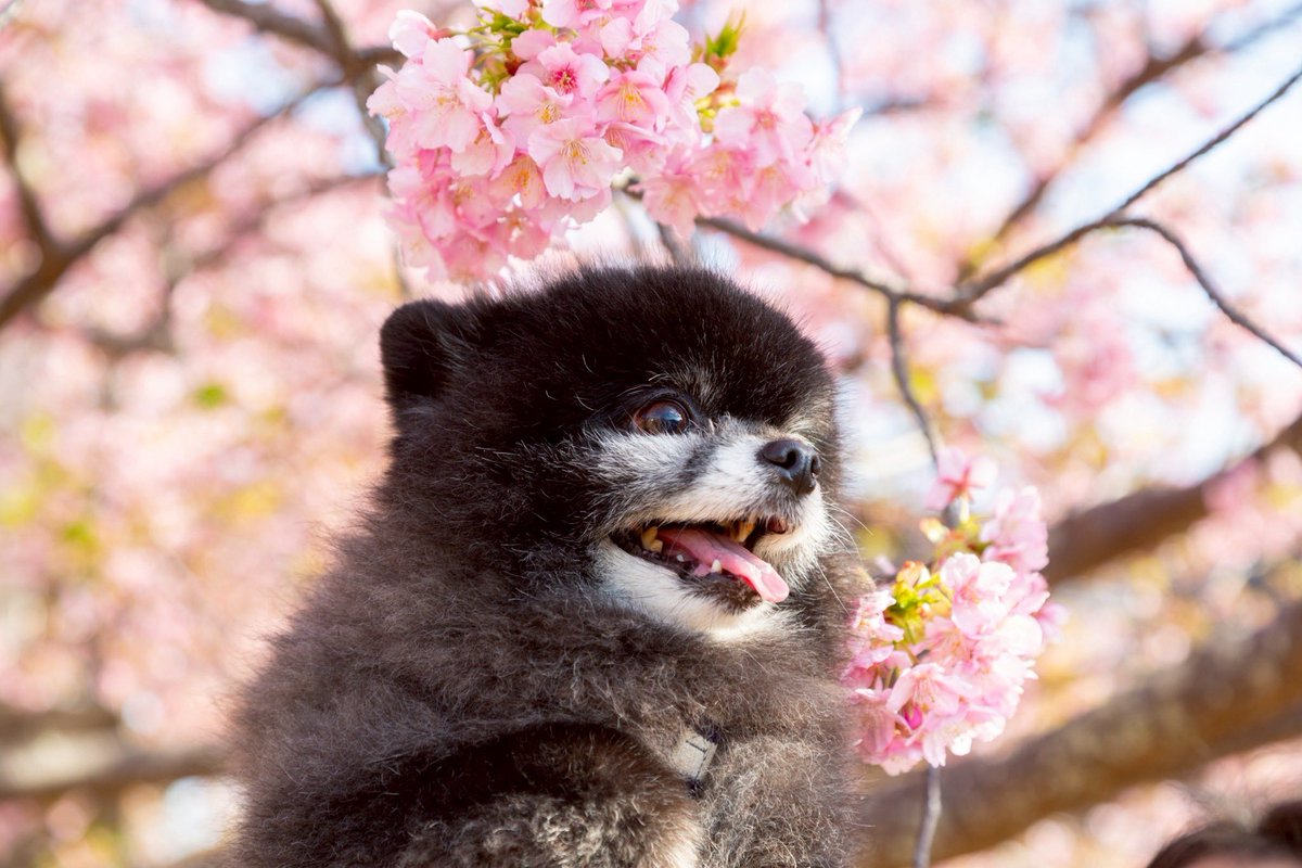 existence1125's tweet photo. 河津桜行ってきた！

#河津桜 #ポメラニアン #キリトリセカイ https://t.co/wSqIdEX6uK