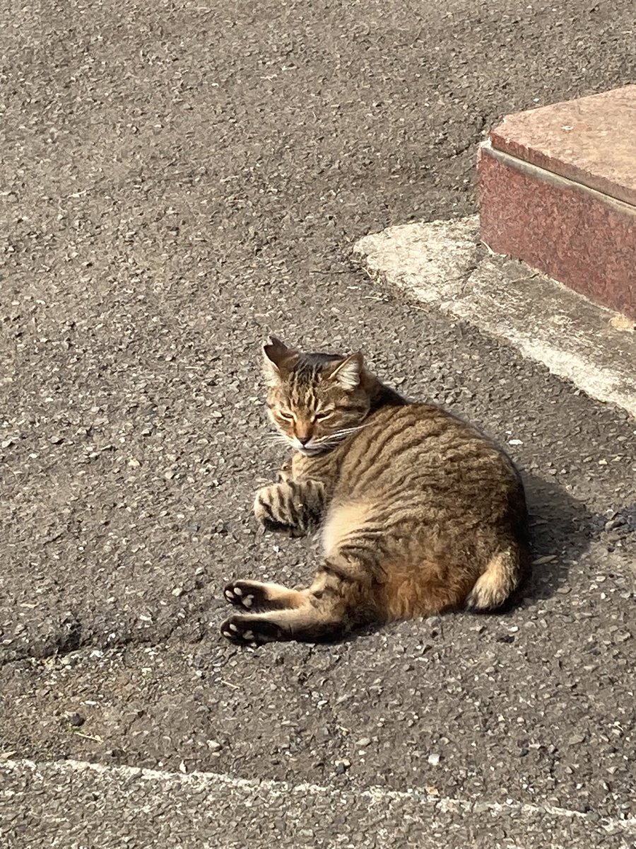 ポカポカだにゃあ。