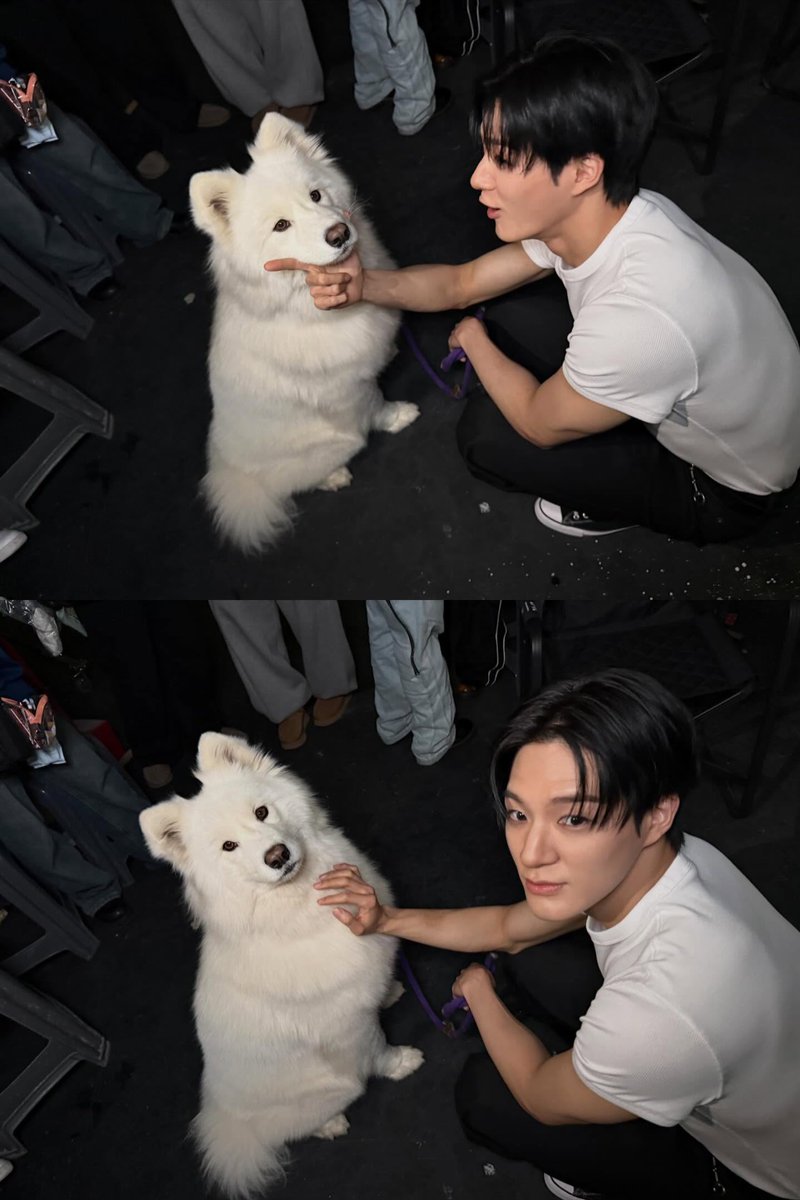 ซามอยด์กับซามอยด์ อันไหนคือพิโน่ตุวจริง🐶🐶 พิปอไหน นุปอฉองงงงงง