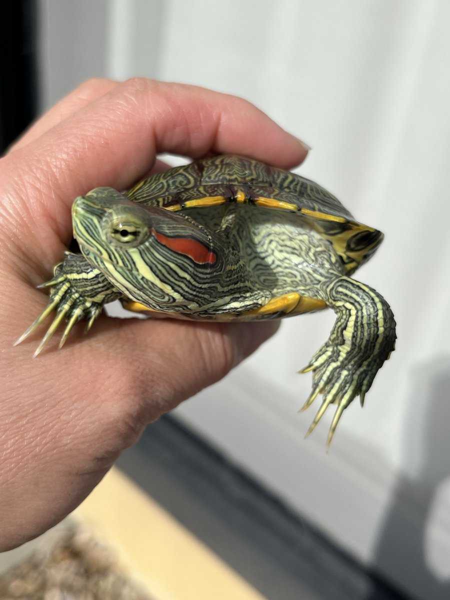 今日は暑いです💦 干し日和ですね🐢🐢😁