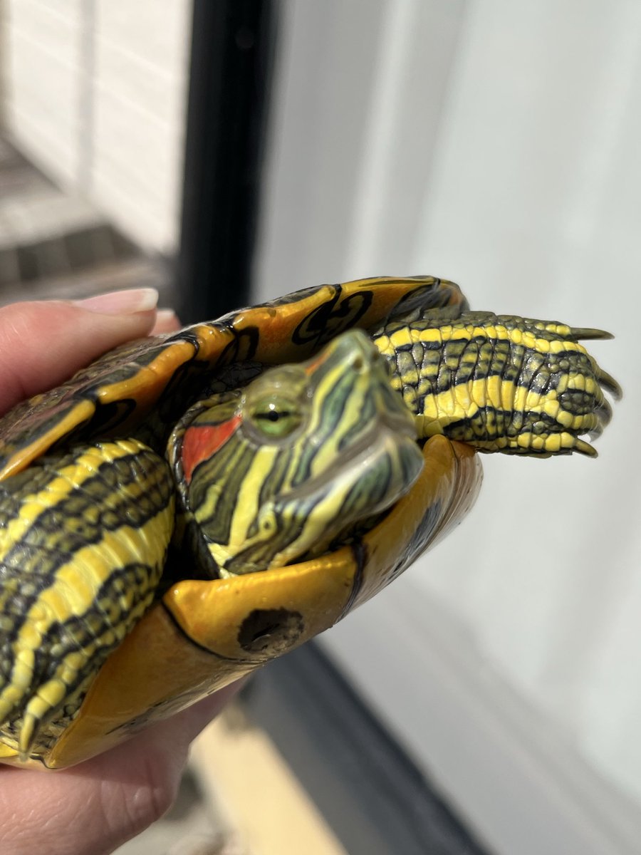 今日は暑いです💦 干し日和ですね🐢🐢😁