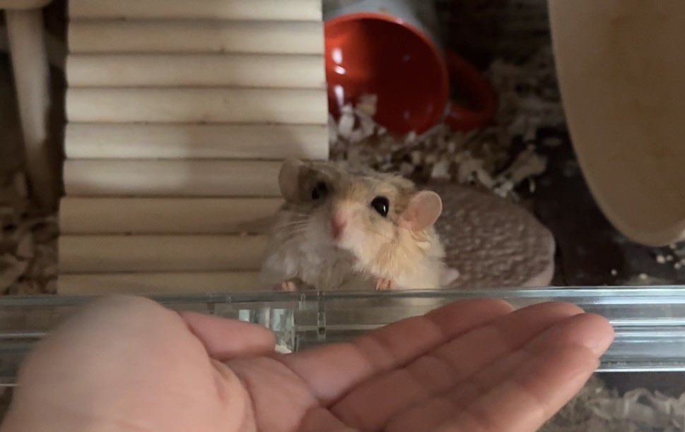 ゆっこ🐭ねずみの雑貨屋CLOVER🍀 (@nezumi3illust) / Posts / X