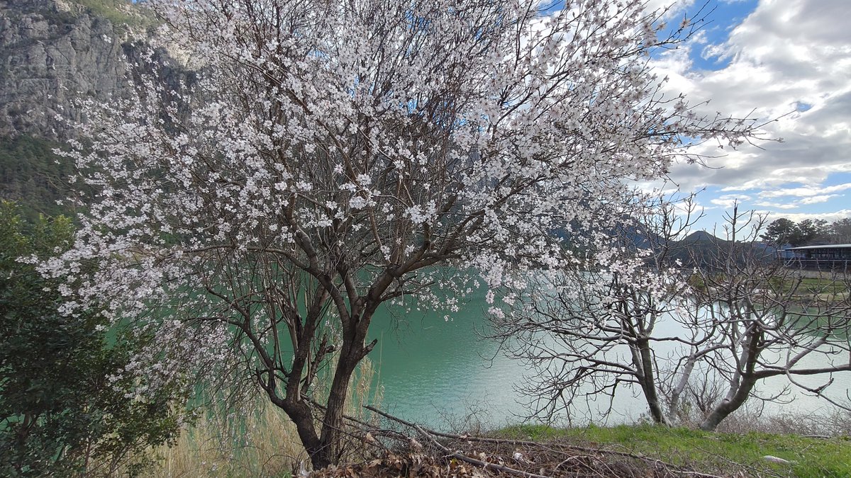 bpthaber's tweet photo. Burdur'da badem ağaçları çiçek açtı. https://t.co/ZcwWV62MEj