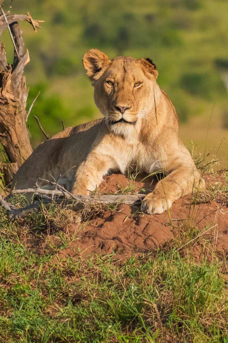 bownaankamal's tweet image. Sopa Pride Queen | Masai Mara | Kenya

Strength doesn’t always roar — sometimes it simply observes, waits, and leads.

Photo by @bownaankamal
.
.
#SopaPride #Lioness #MasaiMara #BigCatsOfAfrica #WildAndFree