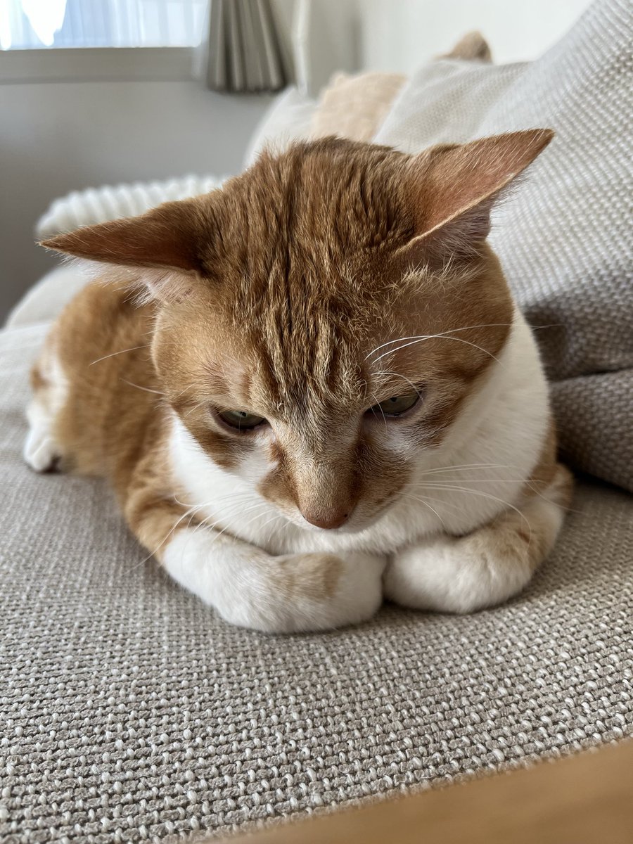 しなもん tweet media