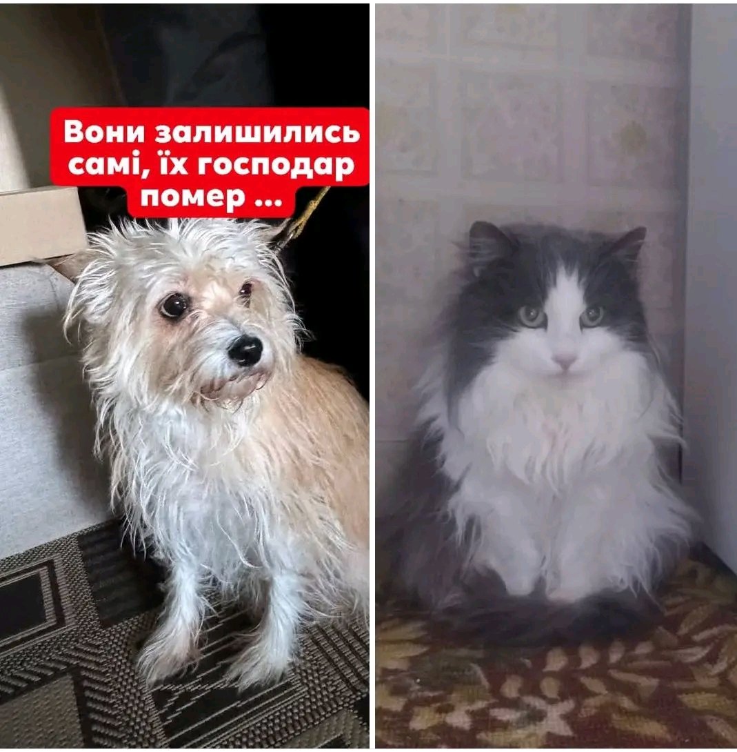 Кривий Ріг 
Після смерті господаря, собака і кішка залишилися самі у квартирі. Можливо Вам приглянуться ці тварини. Шукаємо нових господарів 
Телефон для зв’язку: 0973037906

Допомагаю інформаційно, всі питання по телефону