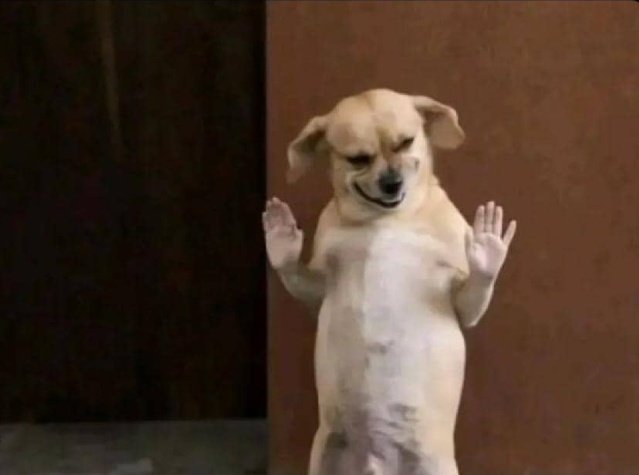 Despite your age which animal are you still afraid of ?

Me: mother hen 😭