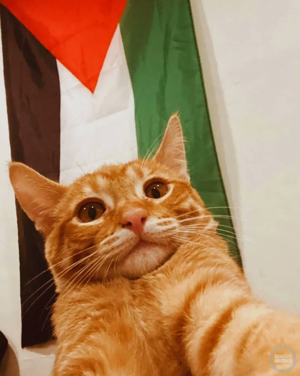 Antifa_Ultras tweet media