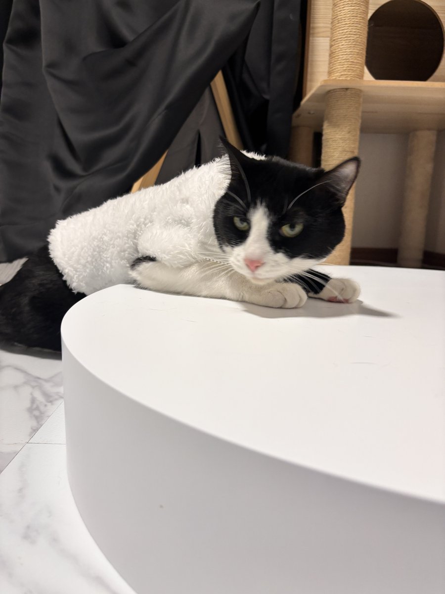 ハチワレ猫しゃち tweet media