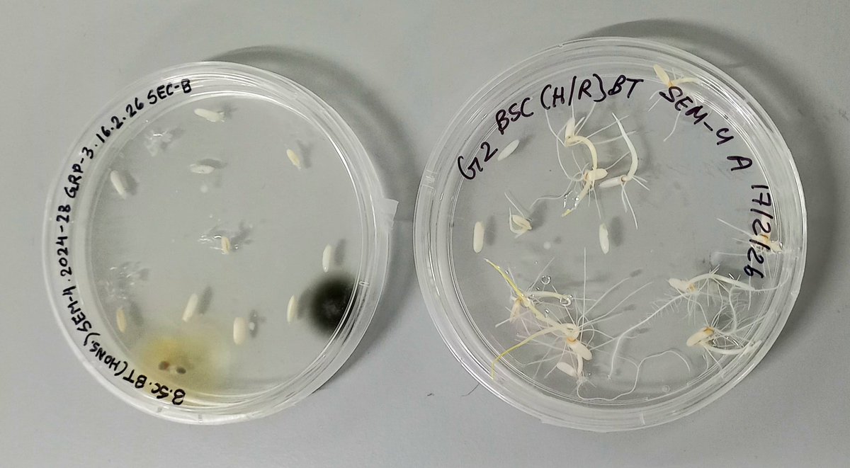 hischastity's tweet photo. Infected plant embryo culture vs. Non-infected. https://t.co/KNrMNruWmg
