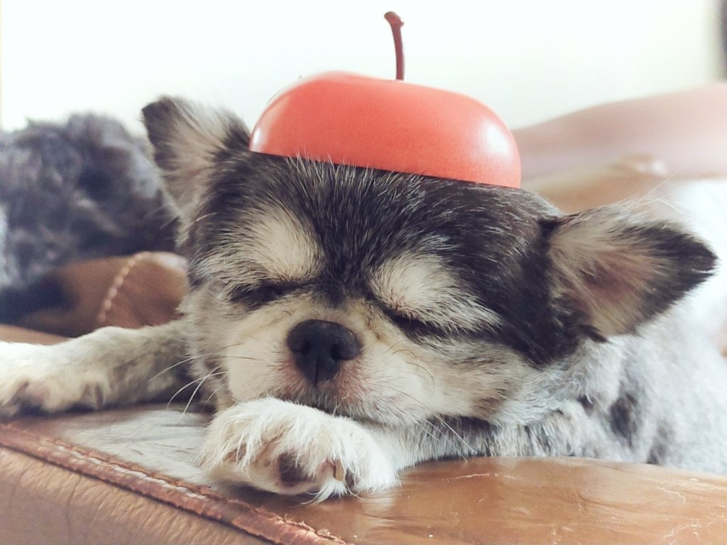 先週、小さい犬が亡くなりました。 疾患もあったしあまり長くはないだ