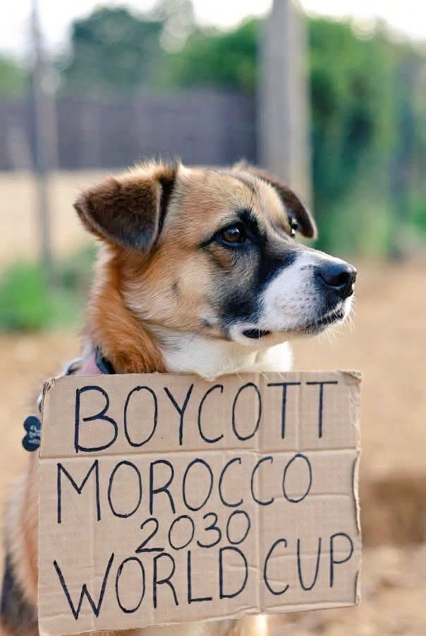 LaEtxebarria's tweet photo. España no puede mirar hacia otro lado mientras uno de sus socios en la organización del Mundial 2030 elimina de manera violenta a miles de animales indefensos. https://t.co/WbGVude4cg