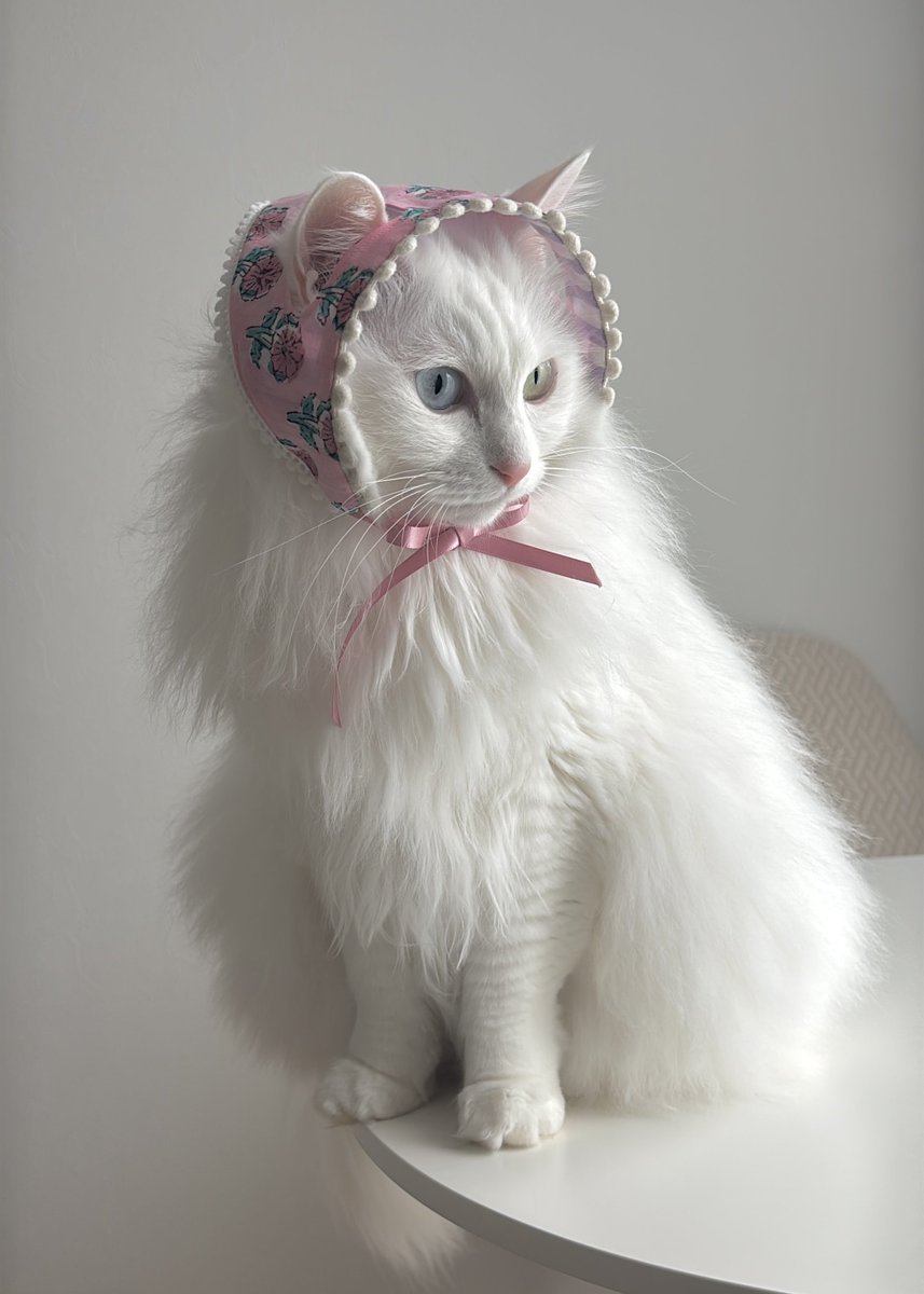 ねこまた (@nabenekoma) / Posts / X