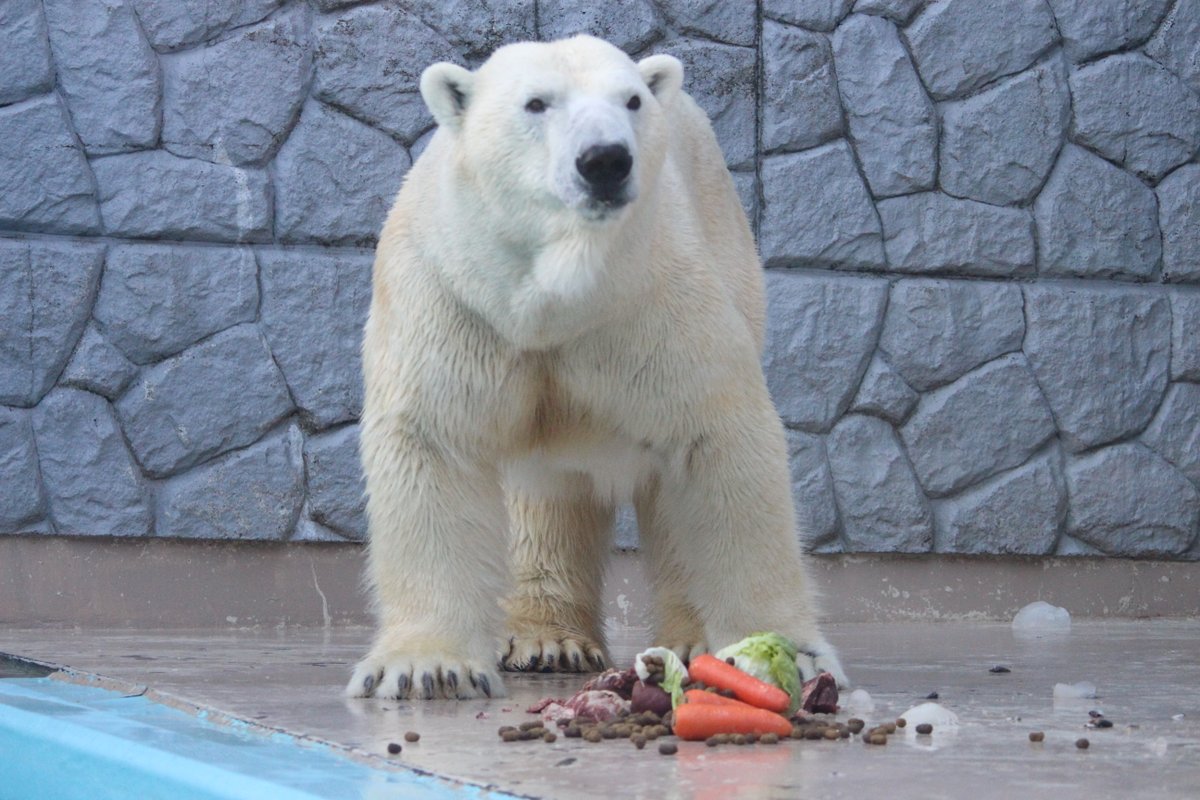 お知らせ】ホッキョクグマの展示場所変更について 令和8年2月24日