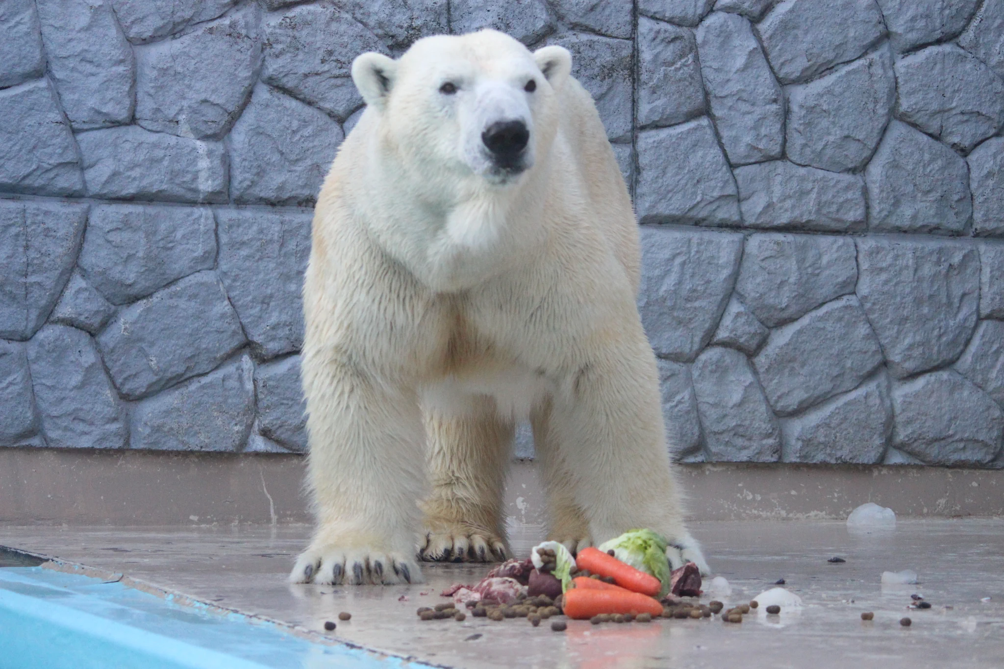 静岡市立日本平動物園 on X: 