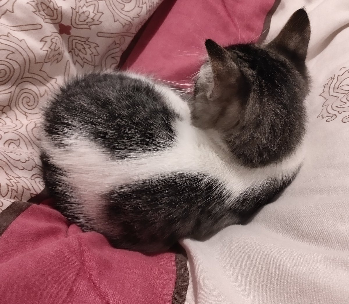 P.K.Carldon tweet media