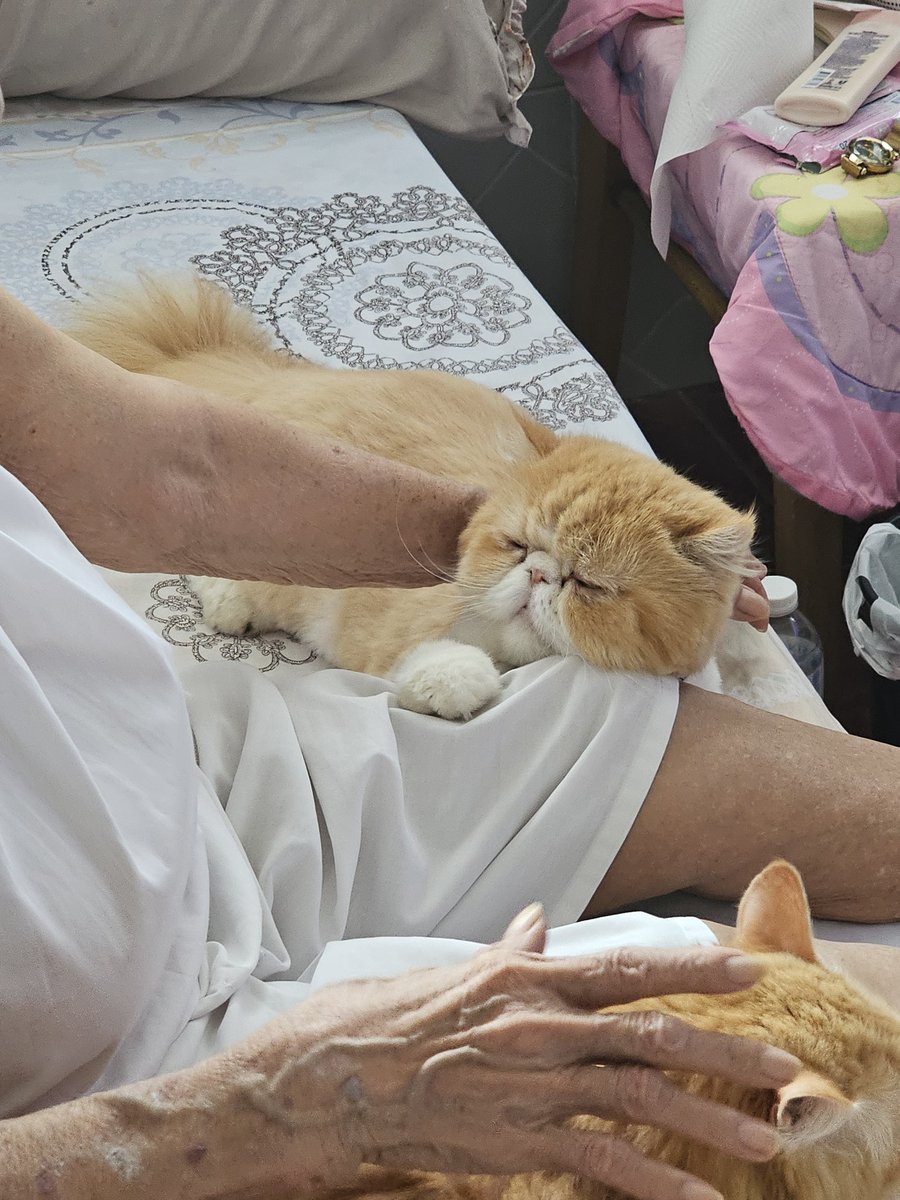 แมวเป็นสัตว์...เลื่อยขามรดก