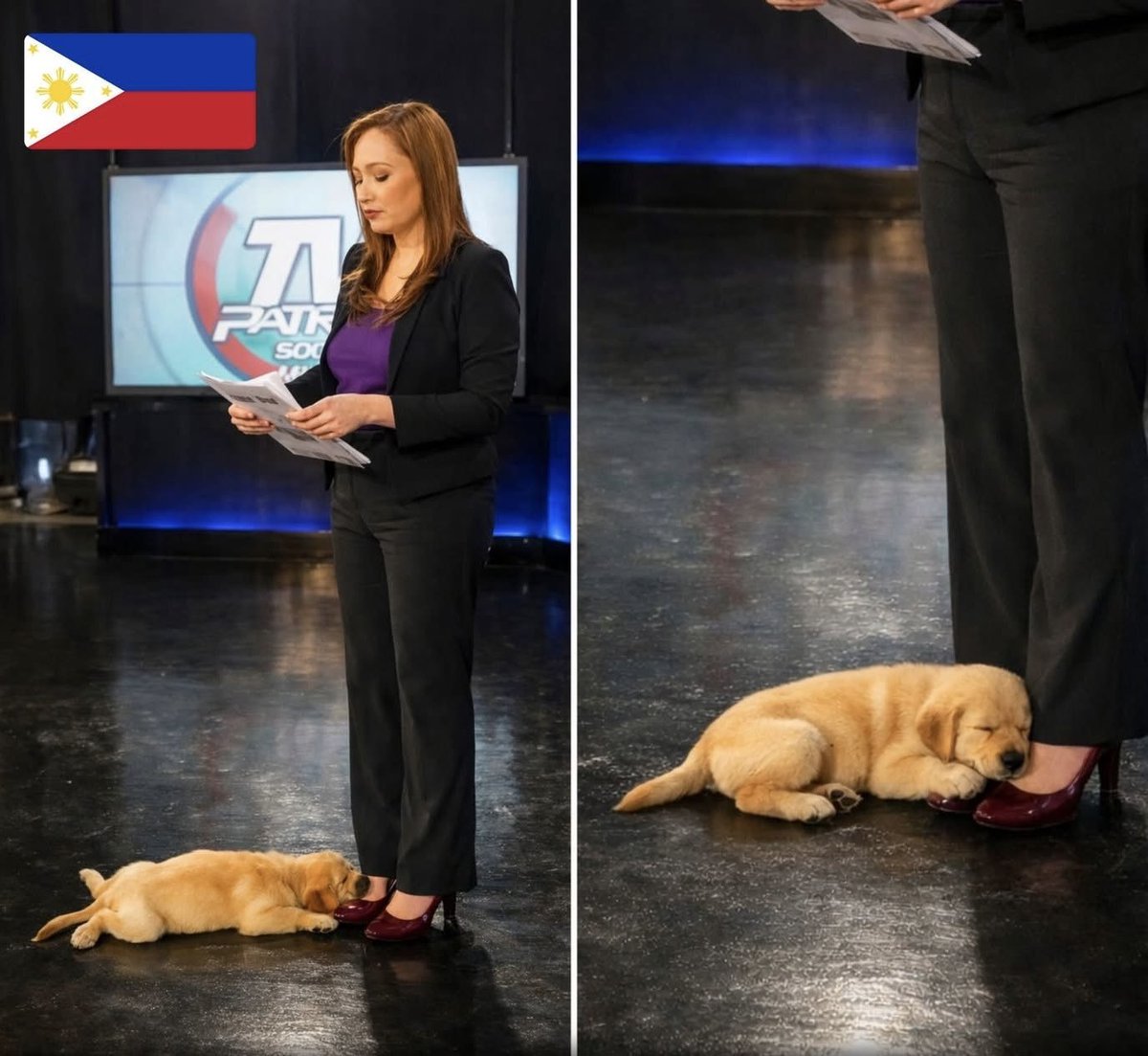 TV reporter brought her puppy to work because no one was home to care for him she hid him during live broadcast and melted hearts worldwide