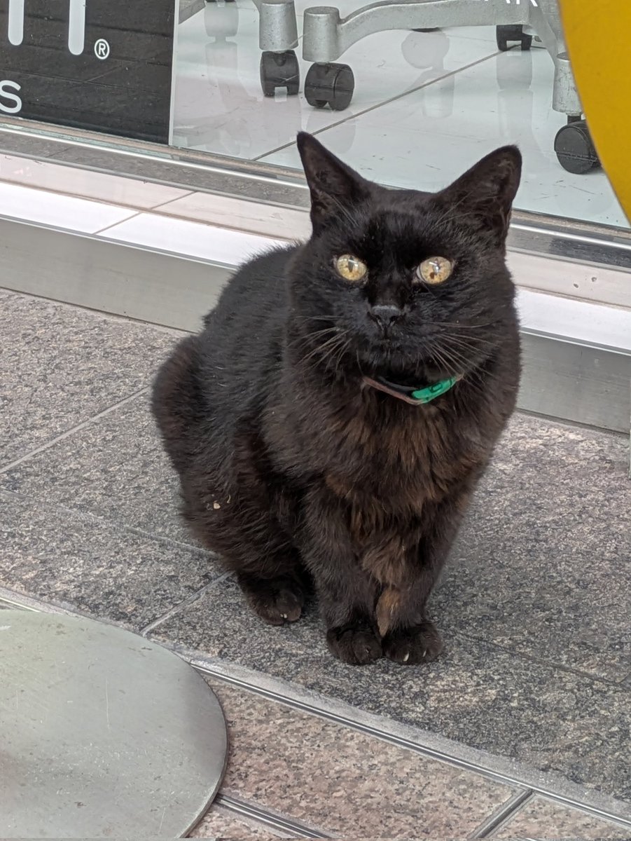 銀天街で出会った黒猫ちゃん😽