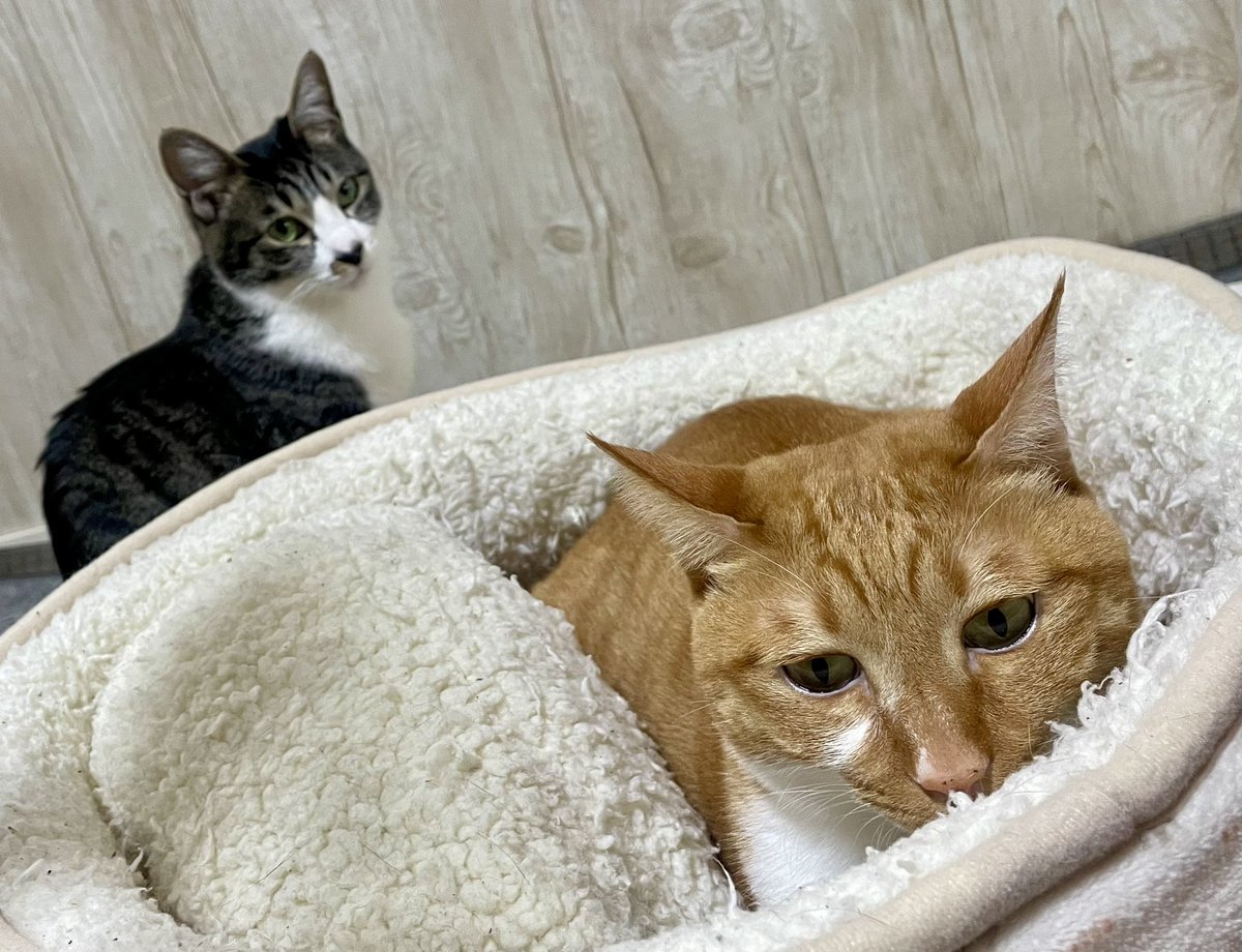 2月22日 猫の日…家にいなくてごめんなさい🙇‍♀️ 連休だったもので