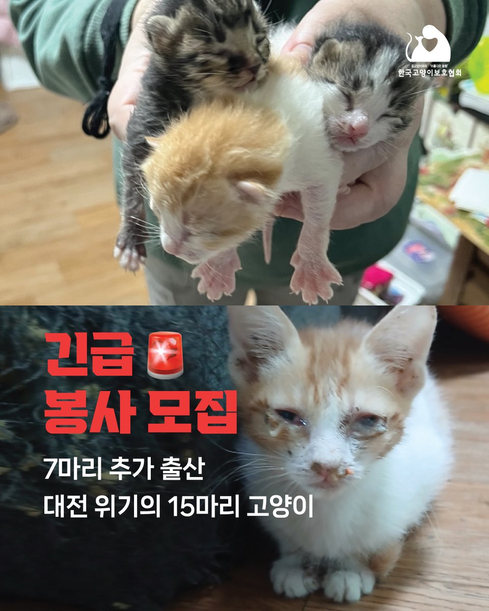 한국고양이보호협회 tweet media