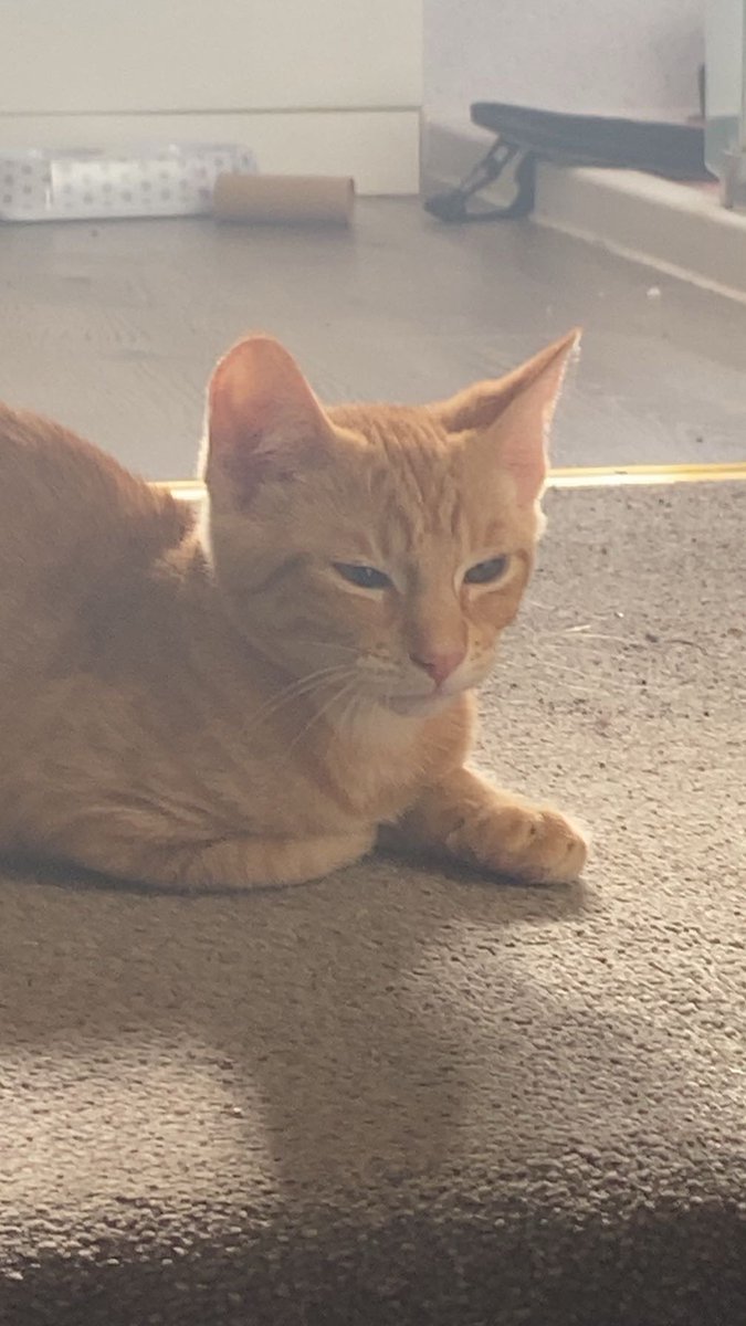 Blint 👑 | Elven Prince tweet media