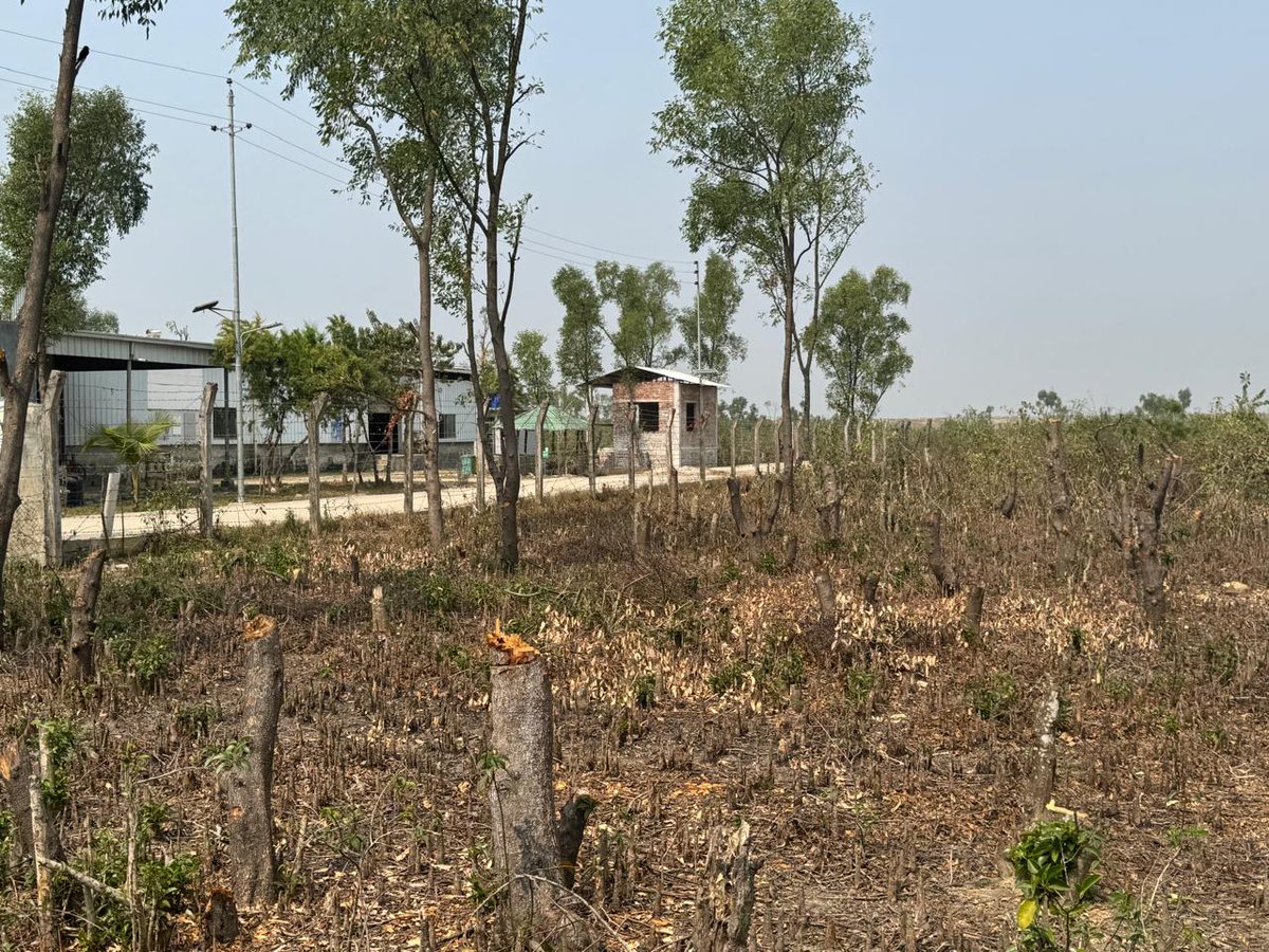 Joujouliett's tweet photo. On Bhasan Char, I saw trees cut within weeks driven by Liquefied Petroleum Gas shortages that leave refugee families without safe cooking options.  Reliable access to clean cooking fuel is essential to protect lives and surroundings. Urgent LPG support is needed now. 🌳 https://t.co/rPW1Enp6w3