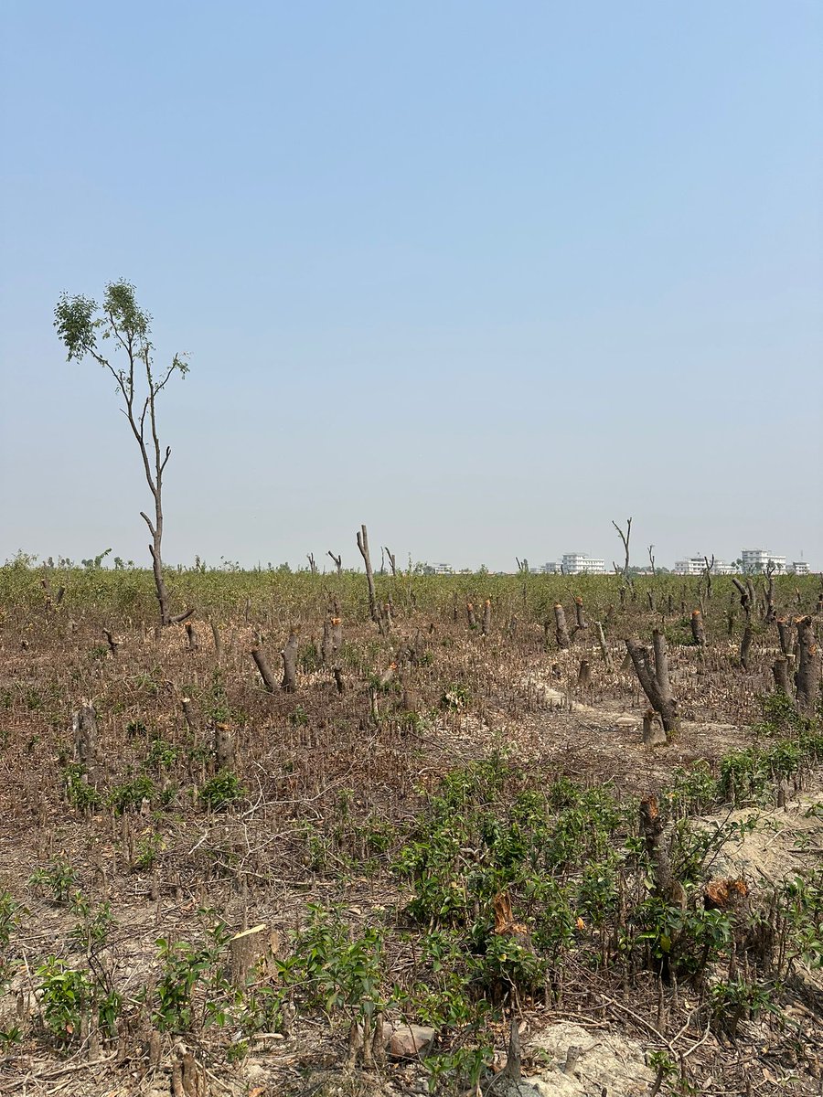 Joujouliett's tweet photo. On Bhasan Char, I saw trees cut within weeks driven by Liquefied Petroleum Gas shortages that leave refugee families without safe cooking options.  Reliable access to clean cooking fuel is essential to protect lives and surroundings. Urgent LPG support is needed now. 🌳 https://t.co/rPW1Enp6w3